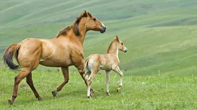 Купить фигурка Masai Mara Мир лошадей , Ганноверская лошадь и жеребенок,  ограждение-загон, цены на Мегамаркет
