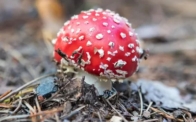 Ядовитый несъедобный мухомор красного цвета гриба Стоковое Фото -  изображение насчитывающей пуща, трава: 88631684