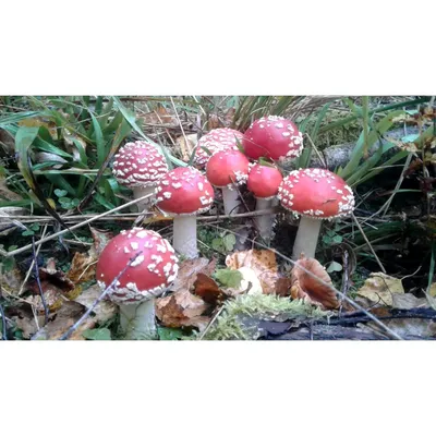 ВНЕШНЕЕ СТРОЕНИЕ ГРИБА🍄 Материал познакомит ребёнка с внешним строением  грибов на примере мухомора красного (Amanita muscaria). Материал… |  Instagram