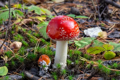 Красные ядовитые грибы мухомора Стоковое Фото - изображение насчитывающей  цветасто, сезон: 118165954
