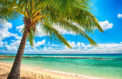 Тропический пляж с пальмами - обои на рабочий стол