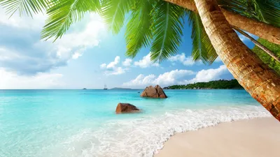 Фотообои Пляж с пальмами», (арт. 6955) - купить в интернет-магазине  Chameleon
