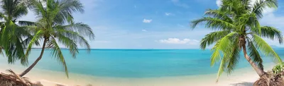Фотографии пляжи Море Природа Пальмы Побережье 1920x1200