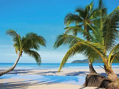 Изображение Панорама пляжа с пальмами для скинали высокого качества
