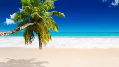 Морской пляж с пальмами Stock Photo | Adobe Stock