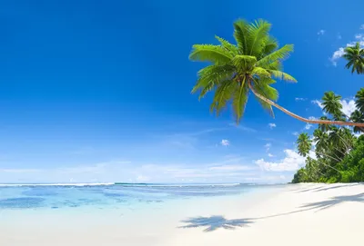 Пляж Пальмами Лодками Вдали Солнечный День стоковое фото ©ml12nan 567550232