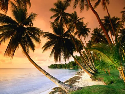 Пляж и пальмы - фото лагуны - Природа