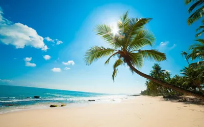 Море, солнце, пальма, пляж обои для рабочего стола, картинки и фото -  RabStol.net