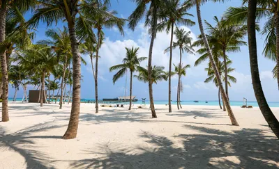 Красивый Пляж И Море С Пальмой — стоковые фотографии и другие картинки Без  людей - Без людей, Вертикальный, Лето - iStock
