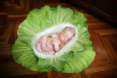 Large cabbage for a photo shoot, photoshoot of babies, baby in cabbage  /Большая капуста для фотосессии. Фотосессия младе… | Младенцы, Фотосессия,  Фото новорожденных