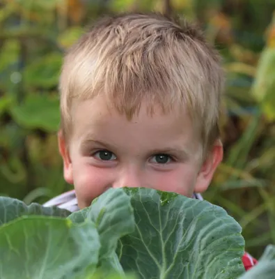 Что делать, если ребенок не ест капусту. Вариантов несколько и все гуманные  | ТАЁЖКА №8 | Дзен