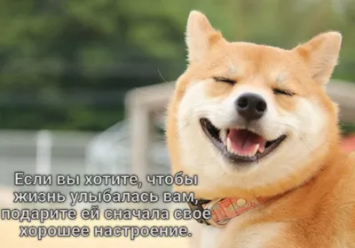 Картинка собака улыбака