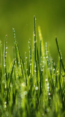 Зеленая трава. Бесшовная текстура . стоковое фото ©tashatuvango 22583315