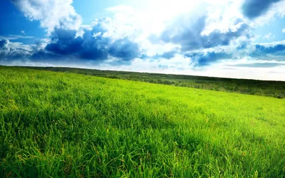Выбираем лучшую газонную траву: фото, название, описание | ivd.ru