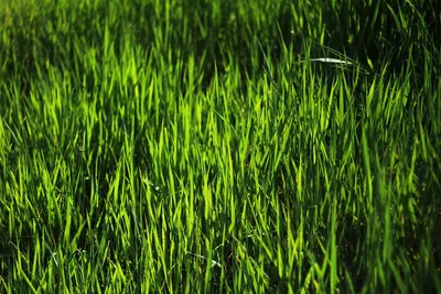 Зеленая трава крупным планом световой эффект обои Фон Обои Изображение для  бесплатной загрузки - Pngtree