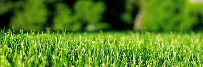 Газонная трава Цветущий луг, 100, 300гр. - описание, заказ семян