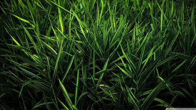 пейзаж травы, редактирование, трава, животные, фотография, искусственный  газон png | Klipartz