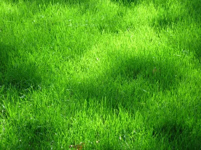 Почему трава зеленая: пояснения из физики, биологии, химии