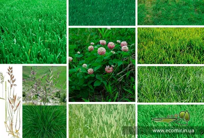 Какой газон выбрать для дачи 🌿 Какую газонную траву и семена лучше выбрать