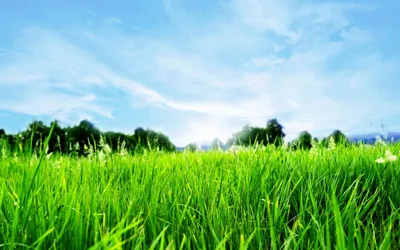 Трава Зеленый Луг - Бесплатное фото на Pixabay - Pixabay