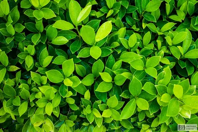 зеленые листья стоковое фото. изображение насчитывающей флористическо -  2953986