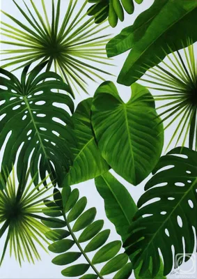 Green leaf PNG transparent image download, size: 2800x2099px