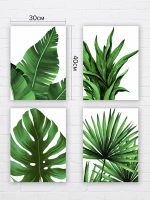 Скачать 1350x2400 ветки, листья, резной, зеленый, растение, тропический  обои, картинки iphone 8+/7+/6s+/6+ for parallax | Зеленые фоны, Тропические  обои, Зеленый