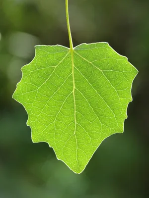 Скачать текстуру в высоком разрешении: Зеленые листья текстура, фон зеленых  листьев, скачать фото фон зеленые листья