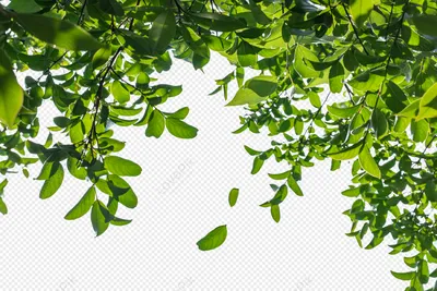 Зеленые листья деревьев фон (84 фото) » ФОНОВАЯ ГАЛЕРЕЯ КАТЕРИНЫ АСКВИТ