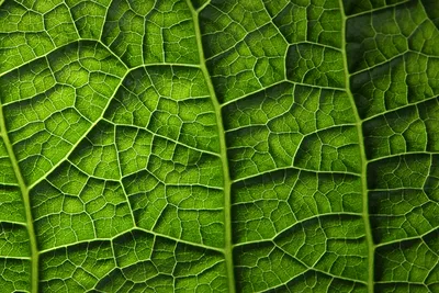 Green leave frame - UHQ Stock Photo | Рамки из зеленых листьев » Векторные  клипарты, текстурные фоны, бекграунды, AI, EPS, SVG