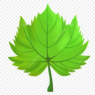 Лист Природа Зеленые Листья - Бесплатное изображение на Pixabay - Pixabay