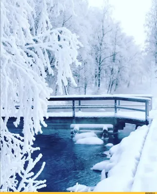 Зима, снег, мороз, солнечный день, деревья Stock-Foto | Adobe Stock