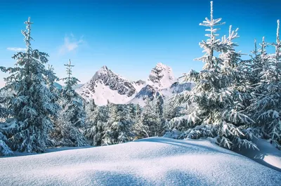 Обои Природа Зима, обои для рабочего стола, фотографии природа, зима, снег,  лес, солнце Обои для рабочего стола, скачать обои картинки заставки на  рабочий стол.