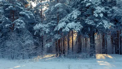 Зима Снег Природа - Бесплатное фото на Pixabay - Pixabay