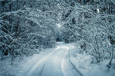 Скачать 1280x720 лес, зима, снег, деревья, зимний пейзаж обои, картинки hd,  hdv, 720p