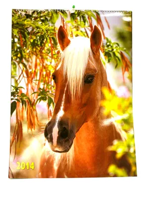 Обои год лошади, календарь, 2014, лошадь, новый год на рабочий стол