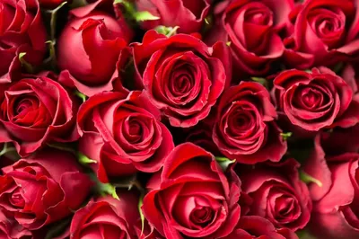 Сколько и какие розы подарить девушке на 8 марта: советы