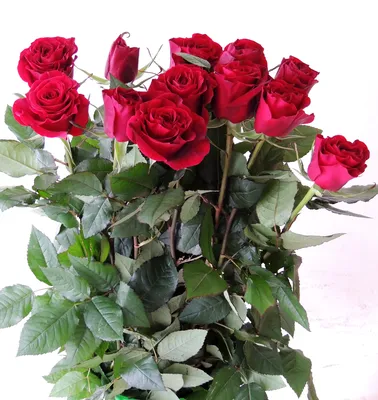 Как в Минске выращивают розы, чтобы они расцвели к 8 Марта