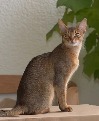 Картинки абиссинской кошки