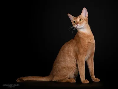 Абиссинская кошка\" | Пикабу