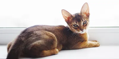 Абиссинская кошка: фото, характер, описание породы | РБК Life