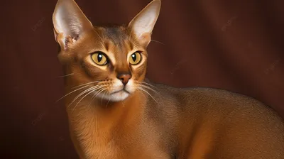 Абиссинская кошка — ГБУ Уфимская городская ветеринарная станция РБ