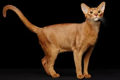Абиссинская кошка: стандарты, уход, цены и фото