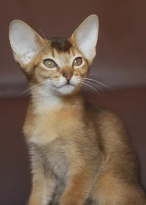 emmanuelle – Питомник абиссинских кошек