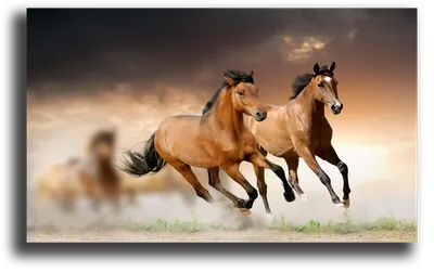 Картинки бегущих лошадей фотографии