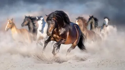 Бегущие лошади алаприма