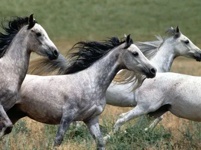 Группа лошадей, бегущих по лугу, …» — создано в Шедевруме