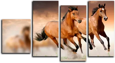 57) Pinterest | Фотографии лошадей, Бегущие лошади, Картина лошади