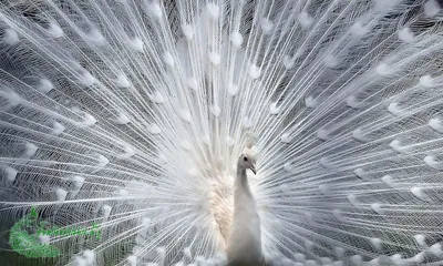 Белый павлин | Питомник декоративных птиц