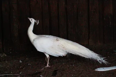 Белый павлин | Пикабу